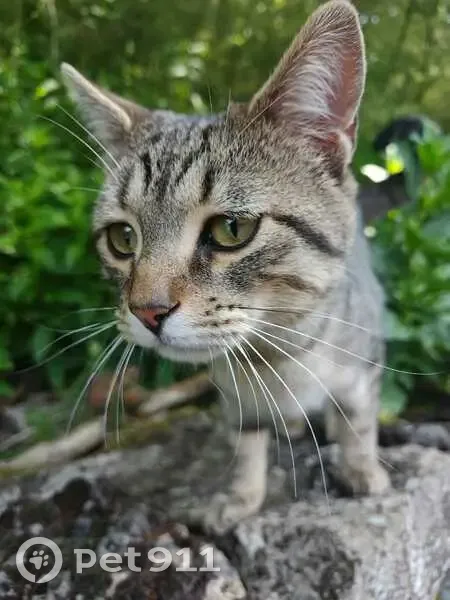 Chat mâle jeune trouvé, sociable, craintif - photo