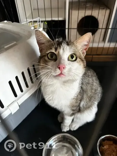 Chat sociable trouvé à Rungis - photo