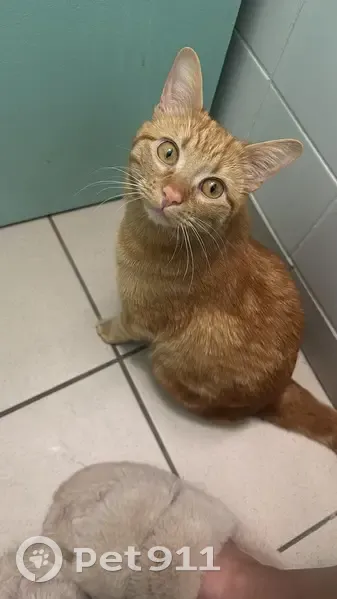 Chat roux Tigrou perdu à Montpellier - photo