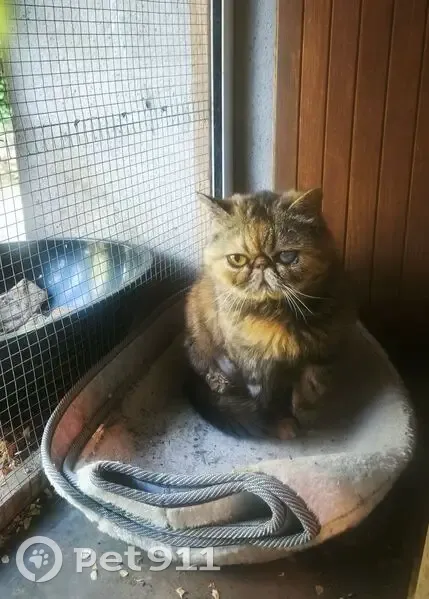 Chatte perdue, écaille de tortue, Béziers - photo