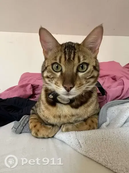 Chat volé à Roubaix : Aidez à retrouver Nuwara - photo