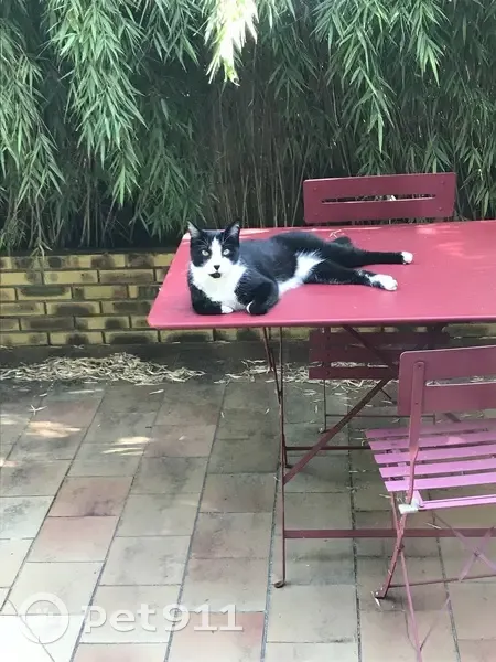 César, chat perdu : aperçu aux Lilas - photo