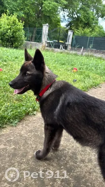 Chien perdue peureuse collier rouge Sablons - photo