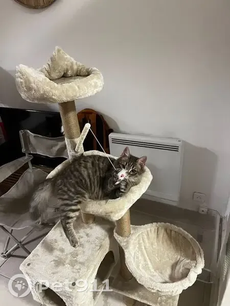URGENT : Chat perdu rue Proudhon, Montpellier - photo