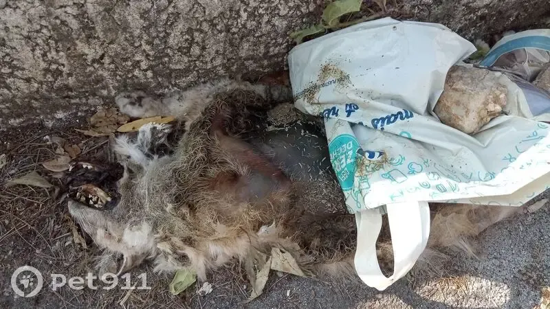 Chat roux trouvé décédé rue Alfred Musset - photo