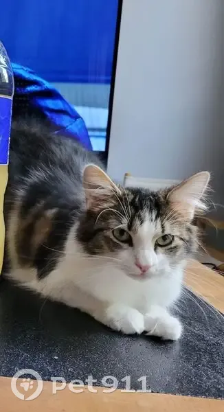 Chat perdue pucée, très peureuse, Fégréac - photo