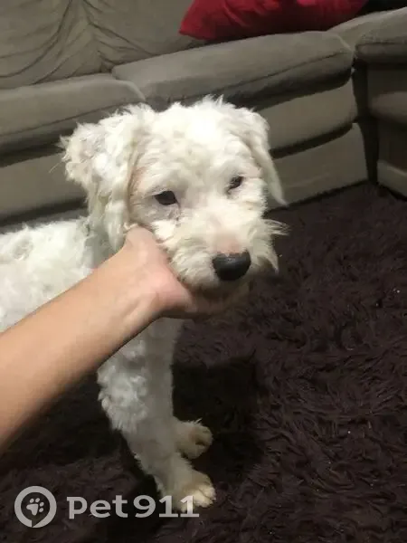 Cachorro encontrado - photo