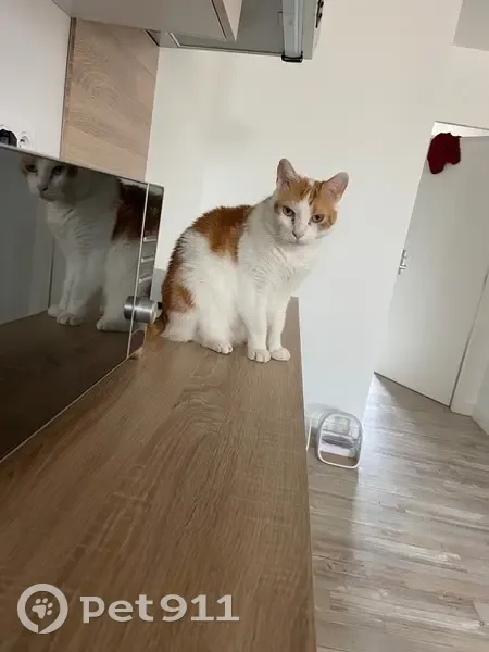 Chat perdu : Loki, européen blanc et roux - photo