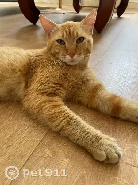 Chat trouvé près de l'hôtel Campanile Purpan - photo