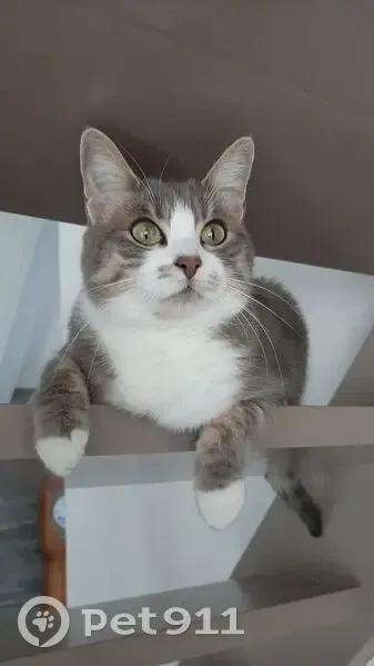 Chatte grise et blanche perdue à Romagnat - photo