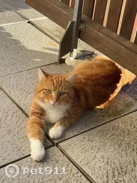 Chat perdu Rue de la Plaine, Soissons - photo