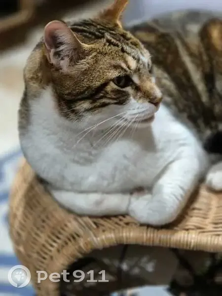 Chat perdu : grand tigré blanc, docile - photo