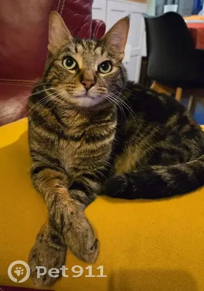 Chatte tigrée perdue, Avenue des Caillols - photo