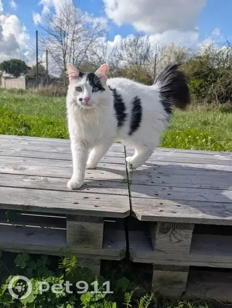 Frimousse, chat mâle perdu à Colomiers - photo