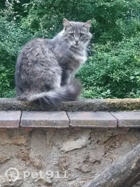 Chat gris à poils longs perdu à Montgarrier - photo