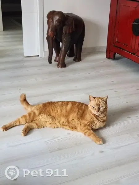 Chatte Vanille perdue à Agde, aide SVP - photo