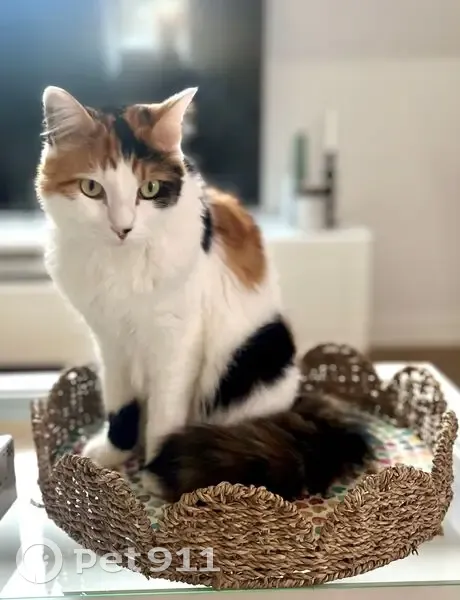 Chatte Calico perdue, craintive, Bonnelles - photo