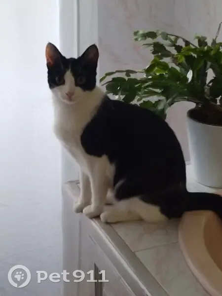 Chatte perdue : Orpie, noire et blanche, Bergerac - photo