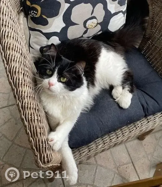 Chat européen noir et blanc perdu à Corbeil - photo