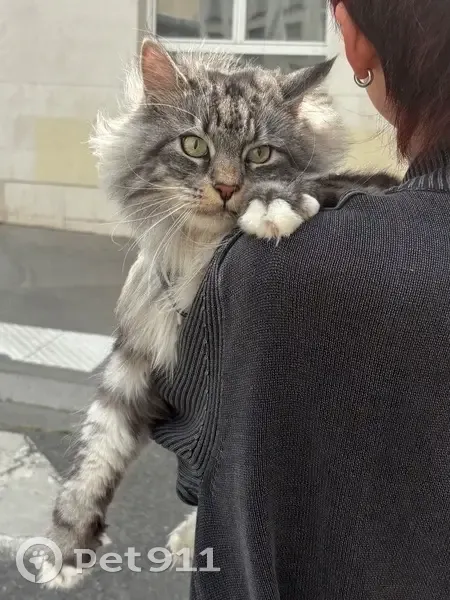 Chat perdu : Maine Coon 3 ans, Paris 11e - photo