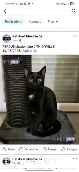 Chatte noire Milly perdue à Garche - photo