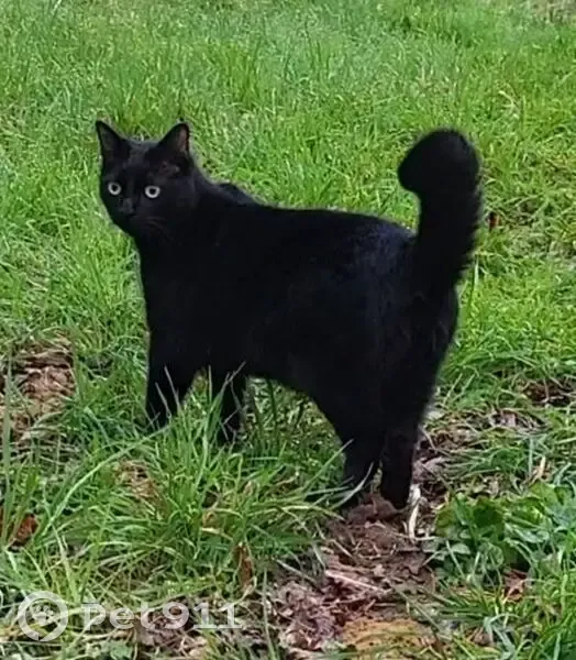 Chat noir perdu, queue cassée, La Terrerie - photo