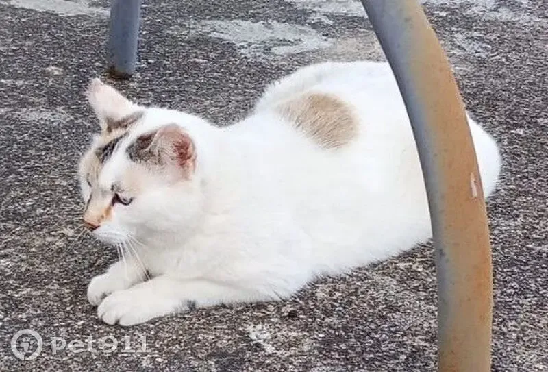 Chatte perdue, blanche, queue multicolore - photo