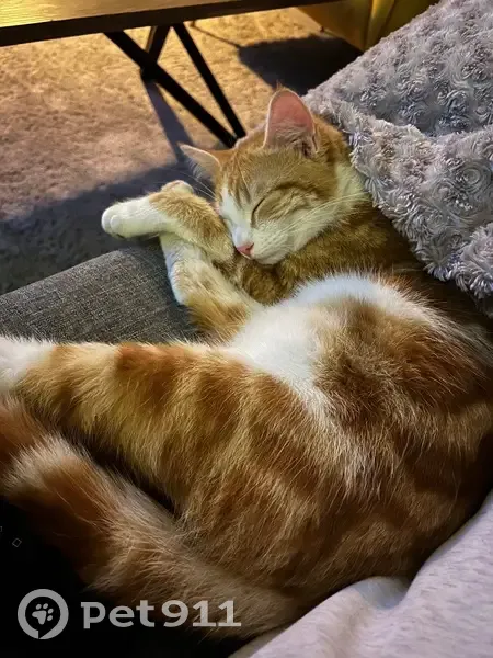 Chat blanc et roux perdu au Boupère - photo