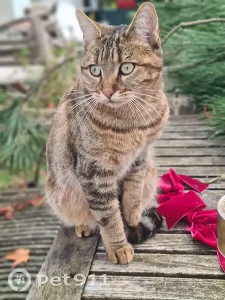 Chatte tigrée rousse perdue à Arcangues - photo