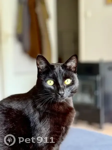 Chat noir Scar perdu à Nantes, Rue Marrière - photo