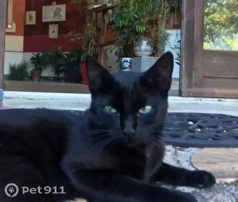 Chatte noire perdue à Rezé, rue Lechat - photo