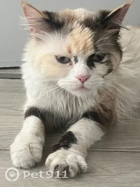 Chat trouvé : taille moyenne, beige/blanc/marron - photo