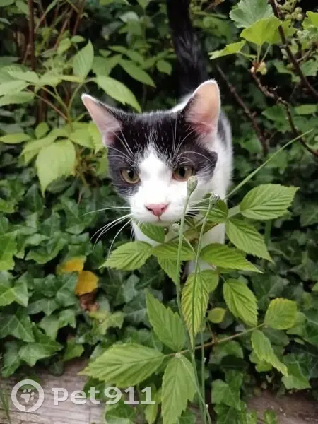 Chaton blanc et noir perdu à Franconville - photo