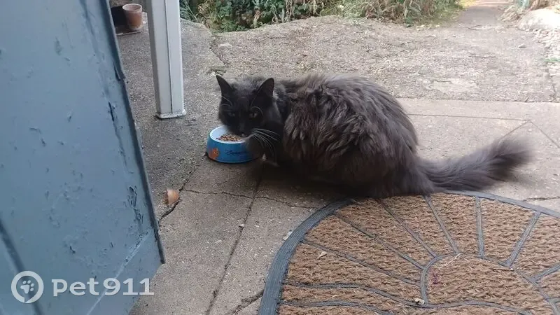 Chat gris-blanc câlin trouvé à Poitiers - photo
