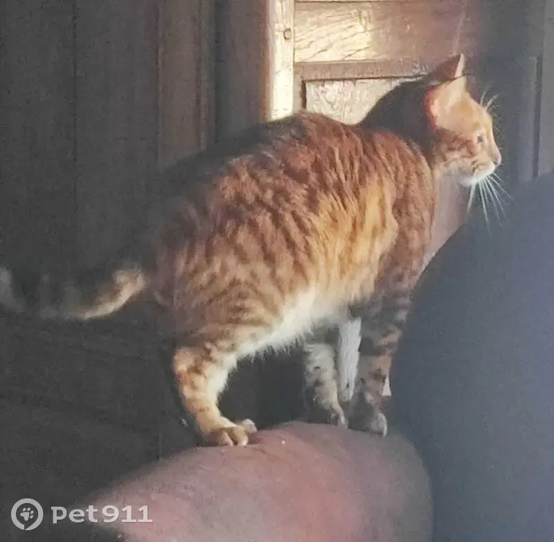 Chat d'intérieur perdu à Castelginest - photo