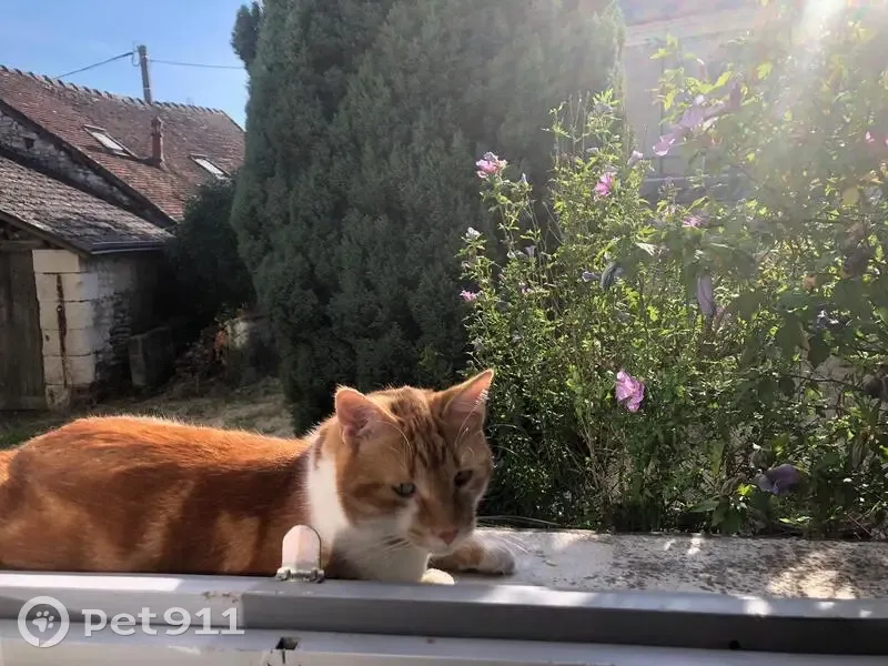 Chat roux perdu, castré, timide - Paris 13e - photo