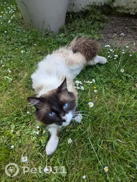 Chat mâle non castré trouvé, Jouy-en-Josas - photo