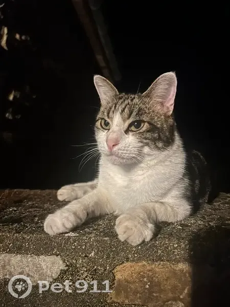 Chat perdu : Tigre, gris-blanc, Laillé - photo