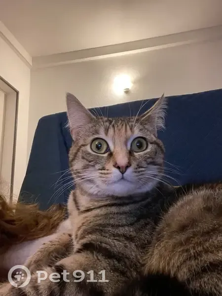 Chatte tigrée perdue à Lorient - photo