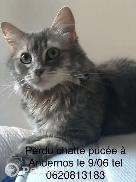 Chatte perdue à Andernos, poil long persan - photo