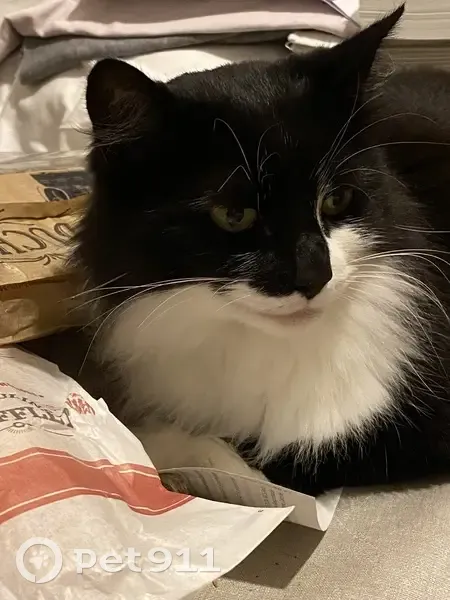 Chat perdue noire et blanche à La Tronche - photo