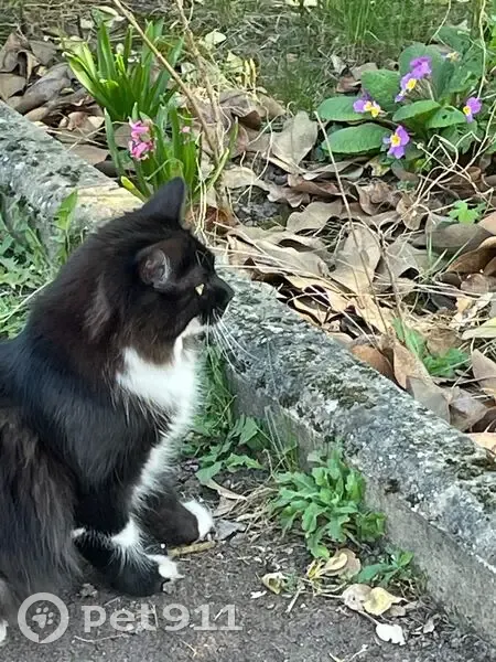 Chat perdue noir/blanc Rue de Cormeilles - photo