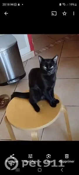 Jeune chat noir perdu à Ramonville - photo