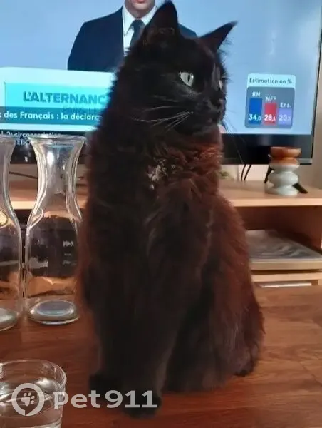 Chatte noire perdue à Pessac - photo