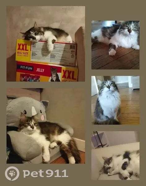 Chatte perdue à Montsauche-les-Settons - photo