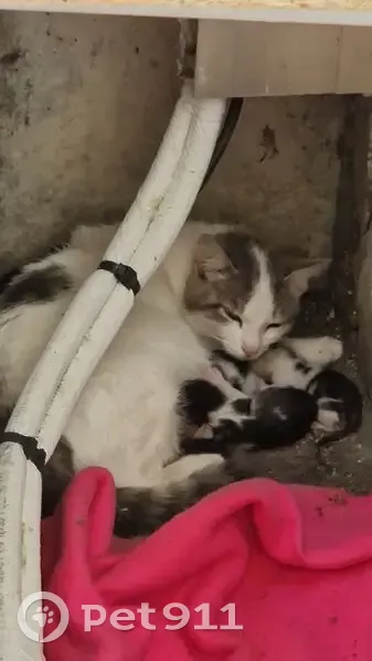 Chatte et chatons trouvés à Croix Saint-Simon - photo