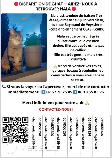 Chat perdue : Nala tombée à Écully - photo