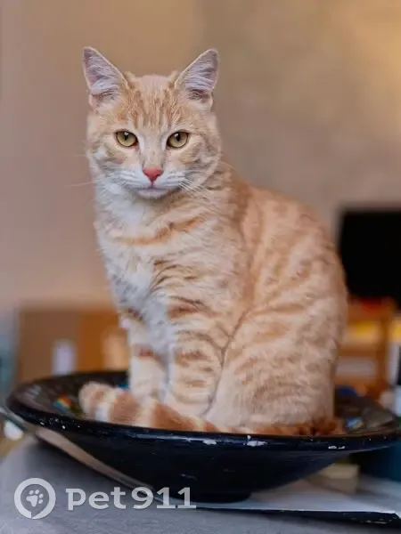 Tigrou, chat roux perdu à Nevers - photo