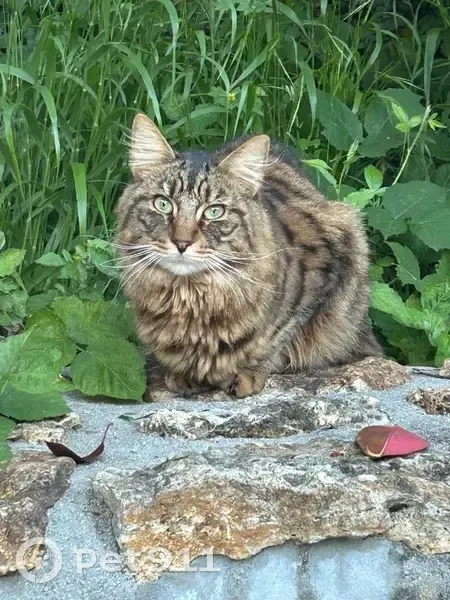 Chat tigré maigre trouvé à Mouroux - photo
