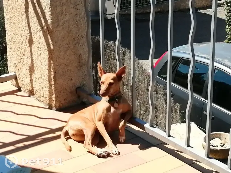 Chienne podenco perdue à Lançon-Provence - photo